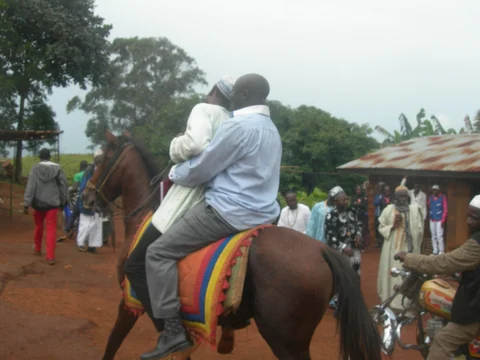 Horse display